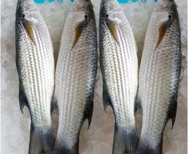 Cá đói biển
