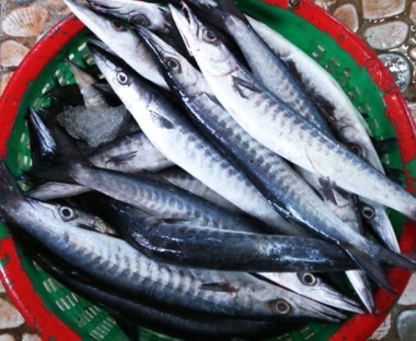 Cá nhồng biển