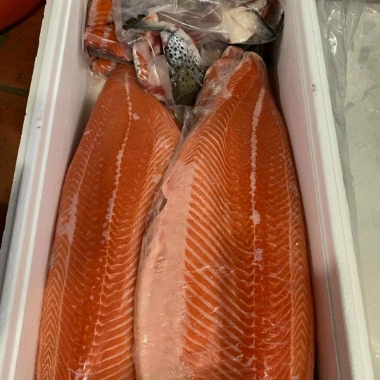 CÁ HỒI