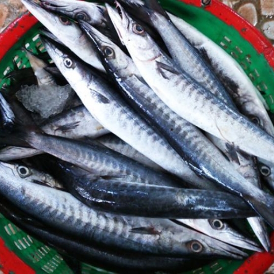 Cá nhồng biển