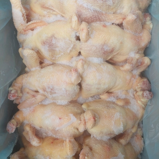 GÀ NGUYÊN CON